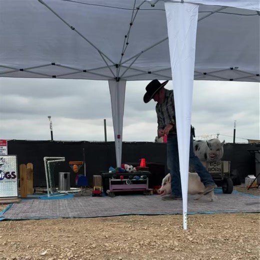 25K views · 783 reactions | More of the world famous Top Hogs. This is some impressive training. Walking backwards between the legs is challenging. Target stick training makes this trick teachable. #ampaevent | AMPA- American Mini Pig Association | Facebook