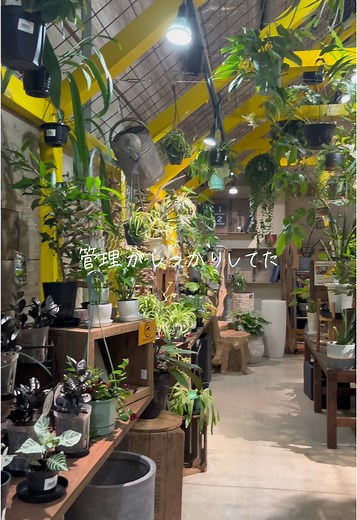 #観葉植物 #インテリア #八幡 #園芸 #パキラ #サンスベリア #斑入り #モンステラ #プランター #おしゃれ