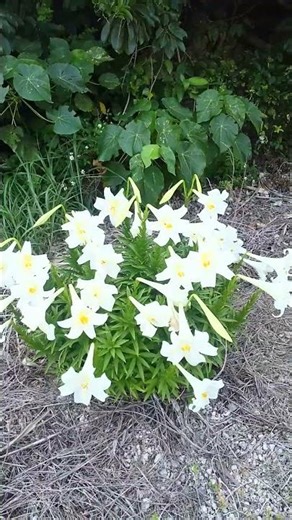 #宮古島#テッポウユリ#花マップ#沖縄#花だより#デイゴ#ヒスイカズラ