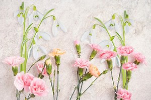 January Birth Flowers: Symbolism of the Carnation & Snowdrop | LoveToKnow