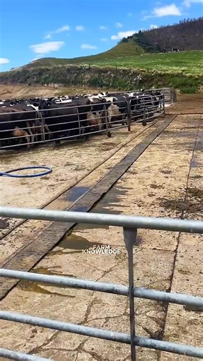 Automatic flush system in dairy farms | Farm Knowledge