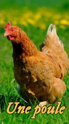 Animaux domestiques. Liste1