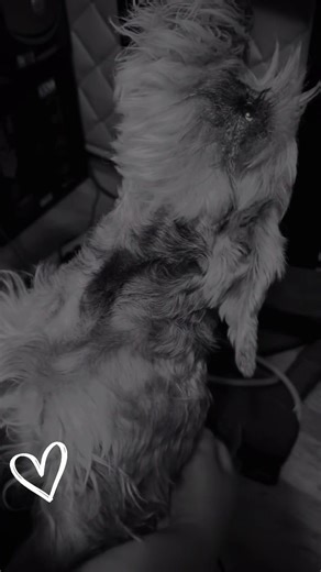 #schnauzer #elmonte #sgv #schnauzermini