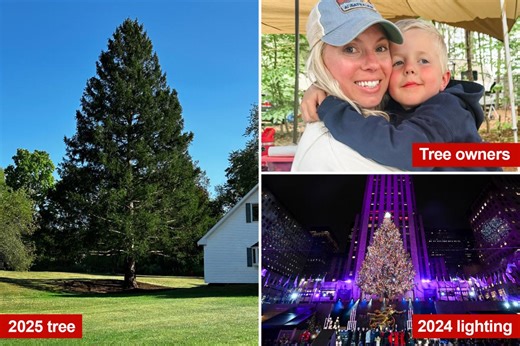 Meet the new massive Rockefeller Center Christmas tree – weighing 11 tons and hailing from New York