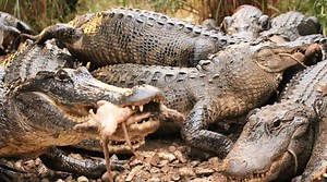 Gator Feeding Frenzy!! at Everglades Outpost 🐊Follow for new videos each day! 🐊 | Wild Charles