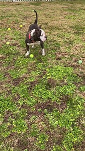 Lady and King made fast friends! Both up for adoption and would do well a social k9 buddy of the opposite sex! Message us to set up an appointment to meet them and bring your dog to see if it’s a good match! | Virginia Beach Animal Services