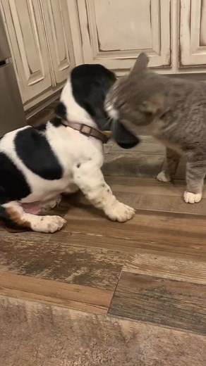 Adorable Basset Hound Murphy's Mishaps