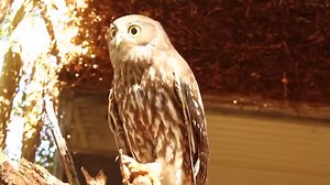 On the hunt for the barking owl with sound recorders, head torches and a thermal camera