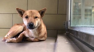 8.7K views · 120 reactions | Status: RED Behavior: Fearful/Unsocial -...