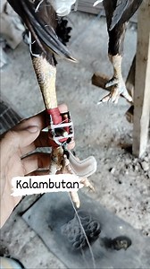 Tutorial | Cortes Tutorial Vlogs