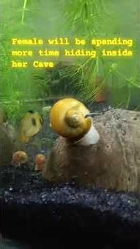 Hi fish people! Here is another interesting & quick reel on Apistogramma, answering common questions