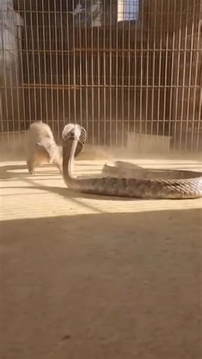 Snake vs Mongoose REAL Fight | Viral Animal Short 🔥#shortvideo