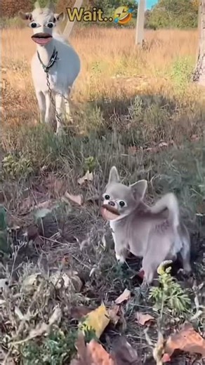 Goat vs Dog 😂 Funniest Fight Ever! 🐐🐶🔥"High-ranking hashtag: