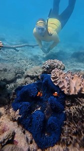 Say hi to the Frankland Islands BLUE Anemone 💙 PSA: it’s aNEMOne, not ‘anneme’ 😏💎 Shared via Master Reef Guides | Frankland Islands