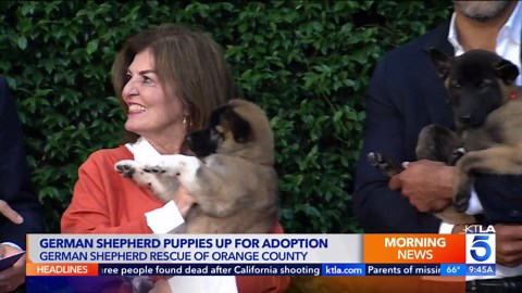 German Shepherd puppies up for adoption
