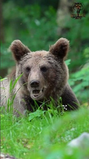 The gray bear growls 🐻 | Majestic Roar of the Wild#GrayBear #BearRoar #Wildlife