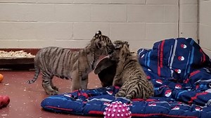 20K views · 833 reactions | Cleveland Metroparks Zoo today announced the arrival of a two-month-old Malayan tiger cub from the Tulsa Zoo. The female Malayan tiger cub, named Indrah, has joined Cleveland Metroparks Zoo’s two Amur tiger cubs that were born in late December to form a social group of two endangered subspecies of tigers. Read more at clevelandmetroparks.com/news. | Cleveland Metroparks Zoo | Facebook