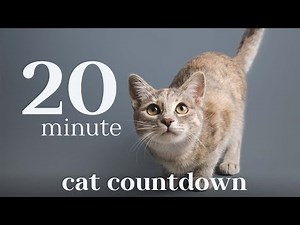 20 Minute Cat Countdown Timer
