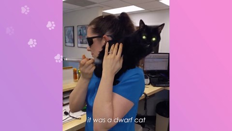 Nobody believes this tiny dwarf cat is real – until he meows