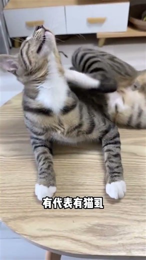 How to Choose a Gentle Kitten: Ultimate Guide for Beginners