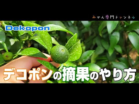 [Mid-June] How to thin the Dekopon for the first time / What happened to those summer buds?