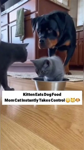 Kitten Eats Dog Food… Mom Cat Instantly Takes Control 😳🐱🐶