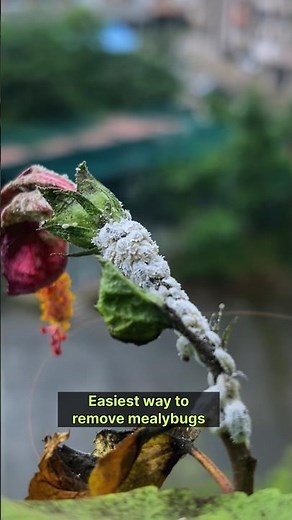 Mealybugs Treatment | Hard pruning plants to remove mealybugs completely