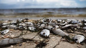 Red tide, toxic algae in Florida spark health warnings