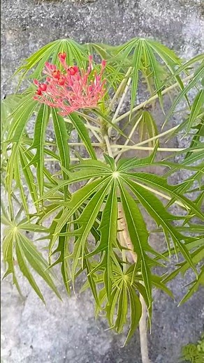 PLANTA MERTHIOLATE: Ela realmente cura? Cuidado com o que não te contaram! #dicasdesaude
