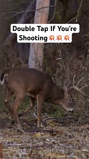 Giant Buck!!!💥 #deer #hunting #deerhunting #archery #bowhunting #fypシ #bucks #shorts #viral