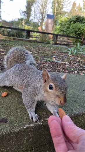 beautiful Bee, the friendly little squirrel 💙🐿💙 #squirrels