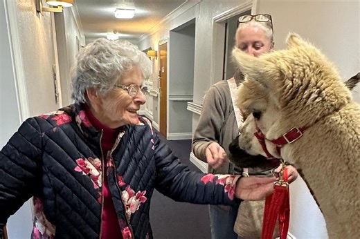 Lancaster care home residents get up close and personal with herd of alpacas