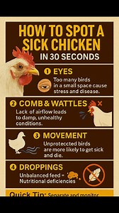 228K views · 742 reactions |  How to Spot a Sick Chicken in 30...
