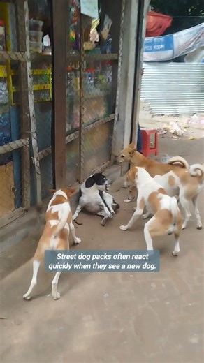 A Dog Faces a Pack #streetdogs #dogpack #doglife #dogbehavior #dogshorts #realdogstories