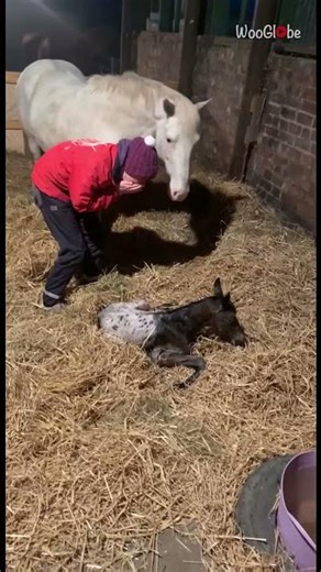Heartwarming Reaction: Woman Meets Her First Homebred Foal || WooGlobe