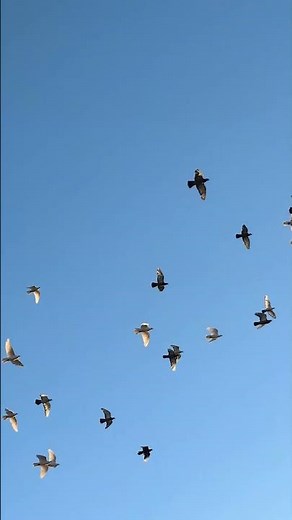 Doves and pigeons 🕊️ #nature #4k #wildlife #birds #flight #beautiful #dove #pigeon #insync #bluesky