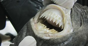 The deep-water monster that eats anything it can catch