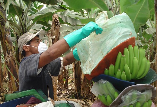 The Problem With Banans | Environmental & Social Issues in the Trade