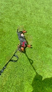 8.5K views · 79 reactions | Leash training a puppy takes time, patience, and maybe a few tangled leashes along the way. But the reward is happy, harmonious walks with your four-legged best friend! For tips and tricks, check out our Digest article: https://thefarmersdog.visitlink.me/UdTKDK | The Farmer's Dog | Facebook