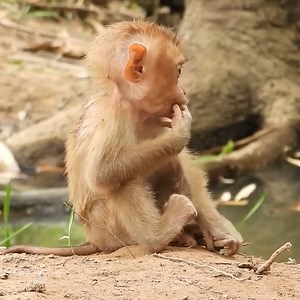 3.5K views · 110 reactions | Cheko goes up to pick mangoes and is eating on the mango tree santa sits begging for cheko | Monkey Noble | Facebook