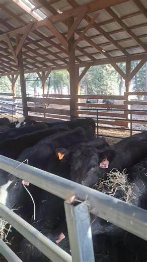 My morning walk thru! BC Livestock Producer’s Coop | Lady Luck Female sale