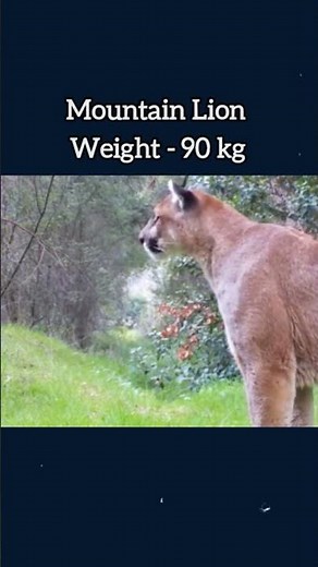 Real roar of biggest cats😳 #animalsounds #animals