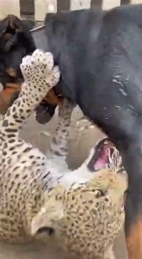 Can a Dog Really Beat a Leopard?