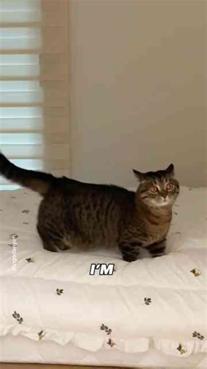 Muscle cat – meet the strongest cat on the planet