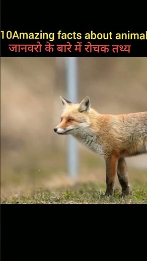 Top 10 Facts About Animals | Amazing facts | Random Facts ||#shorts #youtubeshorts ‪@factezabout‬