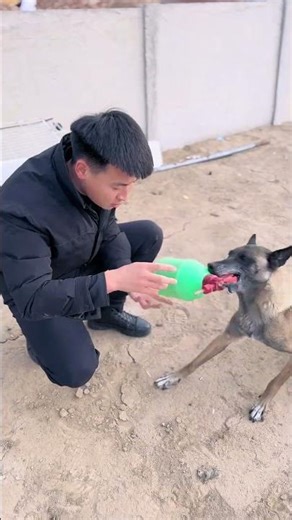 Dog SAVED Him From Falling Log! 😱🍀 #shorts