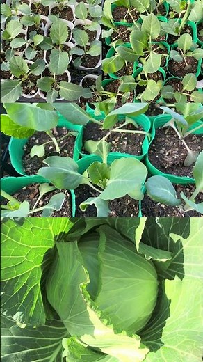3月上旬の家庭菜園で育て始める野菜苗 春キャベツ 今から植えて4月下旬～5月に収穫します