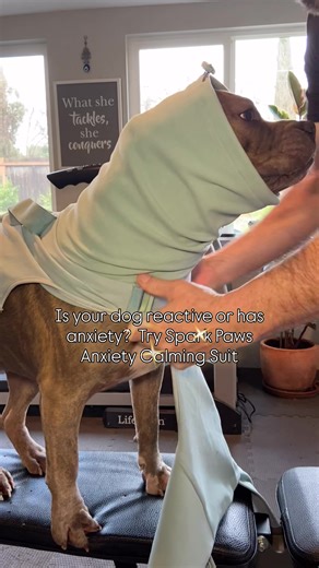 How Fireworks Affect Dogs: Understanding PTSD