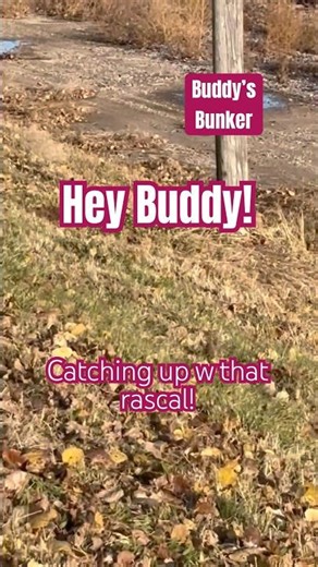 Hey #Buddy the #gopher Ep.6 checking out his home renovation #groundhogs #heybuddy #animallovers