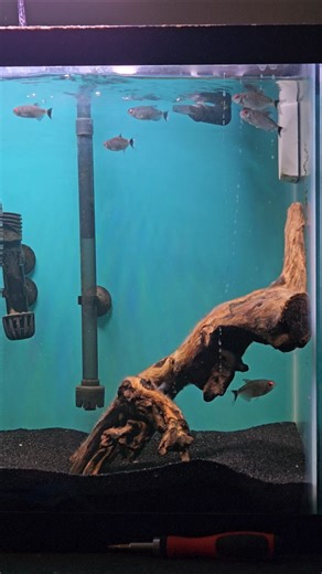 This 20-Gallon Tank Setup Looks So Clean #fishtank #aquariumhobby #satisfying